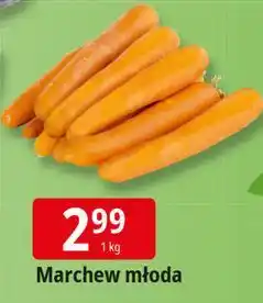 E.Leclerc Marchew młoda oferta