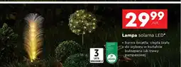 Biedronka Lampa solarna trawa pampasowa oferta