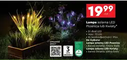 Biedronka Lampa solarna led kwiaty oferta
