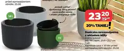 Netto Doniczka mrozoodporna z wkładem milly 14 l oferta