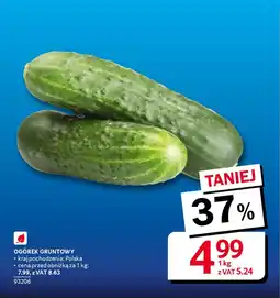 Selgros Ogórek gruntowy oferta
