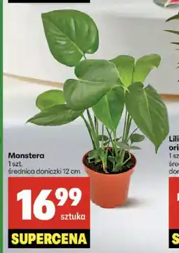 Monstera