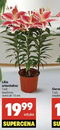 Lilia orientalna
