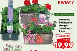 Kaufland Lawenda Ok oferta