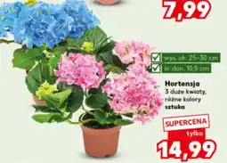 Kaufland Hortensja Ok oferta