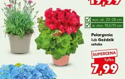 Kaufland Pelargonia lub Goździk oferta