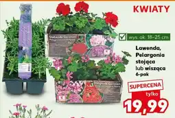 Kaufland Lawenda, Pelargonia stojąca lub wisząca 6-pak oferta