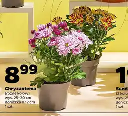 Netto Chryzantema oferta