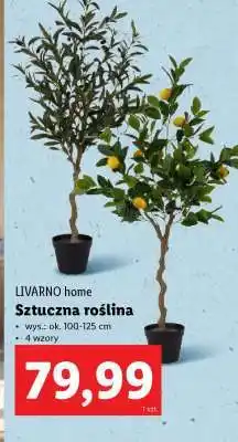 Lidl LIVARNO home Sztuczna roślina oferta