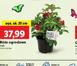Lidl Róże ogrodowe oferta