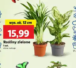 Lidl Rośliny zielone oferta
