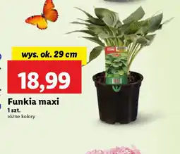 Lidl Funkia maxi oferta