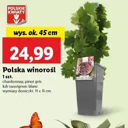 Lidl Polska winorośl oferta