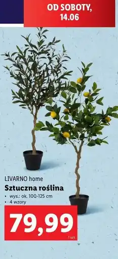 Lidl Roślina sztuczna w doniczce Livarno Home oferta