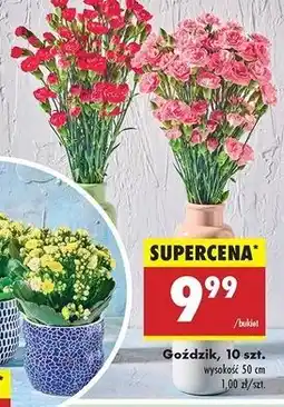 Biedronka Gożdzik 50 cm oferta