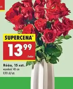 Biedronka Róża 40 cm oferta