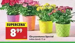 Biedronka Chryzantema specjal 12 cm oferta