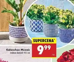 Biedronka Kalanchoe mozaica 10.5 cm oferta