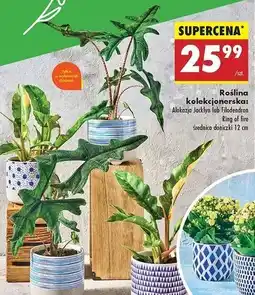 Biedronka Filodendron don. 12 cm oferta