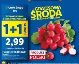 Lidl Rzodkiewka oferta