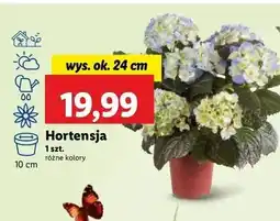 Lidl Hortensja oferta