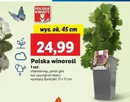 Lidl Winorośl sauvignon blanc oferta