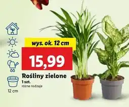 Rośliny zielone don. 12 cm