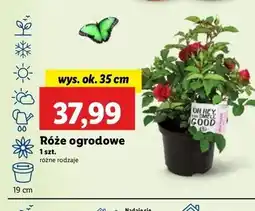 Lidl Róża oferta