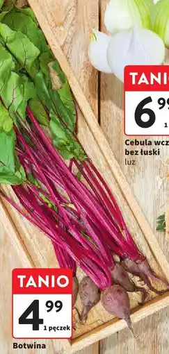 Intermarche Botwina 1 pęczek Intermarche oferta