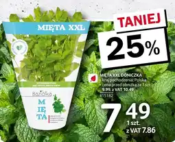 Selgros Mięta XXL doniczka Baziółka oferta