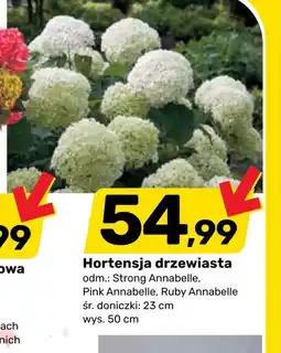 Bricomarche Hortensja Ruby oferta