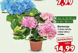 Kaufland Hortensja don. 10.5 cm oferta
