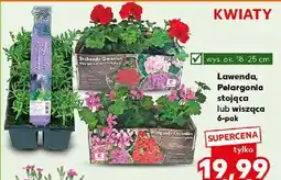 Kaufland Pelargonia wisząca oferta