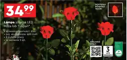 Biedronka Lampa solarna róża oferta