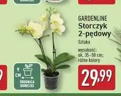 ALDI Storczyk 2-pędowy Gardenline oferta