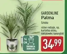 ALDI Palma 14 cm Gardenline oferta