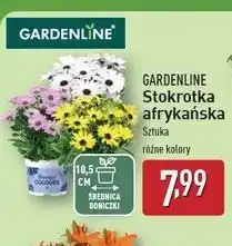 ALDI Stokrotka afrykańska don. 10.5 cm Gardenline oferta