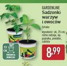 ALDI Sadzonki owoców Gardenline oferta