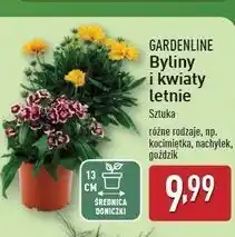 ALDI Goździk Gardenline oferta