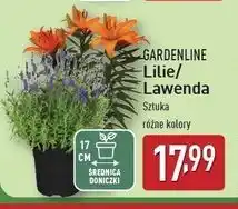 ALDI Lawenda 17 cm Gardenline oferta