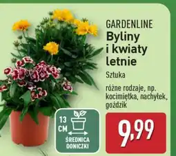 ALDI Gardenline Byliny i kwiaty letnie oferta