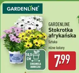 ALDI GARDENLINE Stokrotka afrykańska oferta