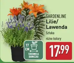 ALDI GARDENLINE Lilie/Lawenda oferta