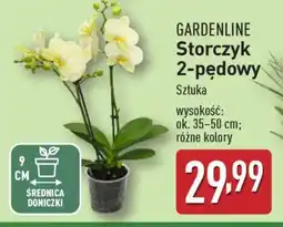 ALDI GARDENLINE Storczyk 2-pędowy oferta