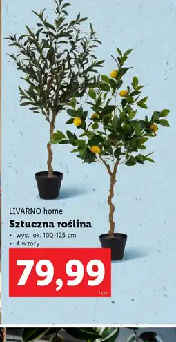 Lidl Sztuczna roślina Livarno Home oferta