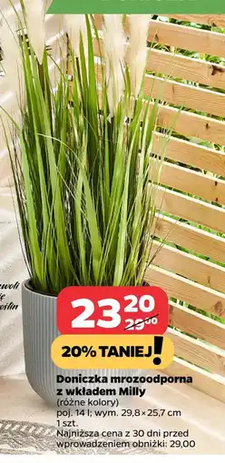 Netto Doniczka Milly oferta