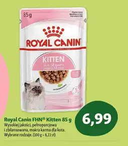 Maxi Zoo Royal Canin FHN Kitten oferta