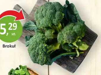 Passa Brokuł oferta