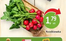 Rzodkiewka