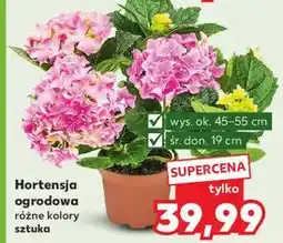 Kaufland Hortensja ogrodowa śr. 19 cm oferta